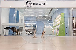 KYIV, UKRAINE - 08.16.2020 Dog wait a pet owner for shop a pet food Dog, Cat and other on pet goods shelf in pet shop.