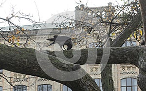 Kyiv, Ukraine. November 8, 2022. A crow sitting on an old 160-year-old apple tree near the KPI building in Kiev