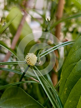 Kyllinga brevifolia