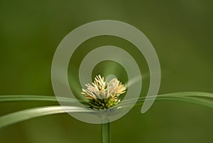 Kyllinga brevifolia or shortleaf spikesedge perennian herb. photo