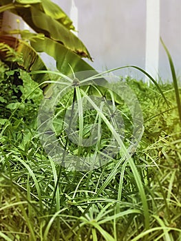 Kyllinga brevifolia grass is a weed and herbaceous plant photo