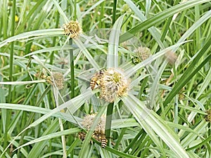 Kyllinga brevifolia is a species of sedge known by several common names