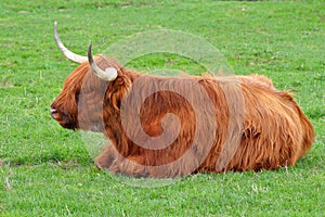 Kyloe cattle young one