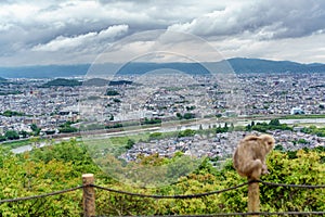 Kyoto from Arashiyama mountain with blurred monkey