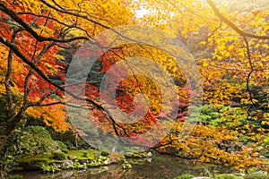 Kyoto Autumn Colorful Season Red Maple Leaf Garden in Japan