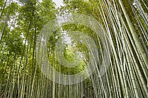 Kyoto Bamboo Forest