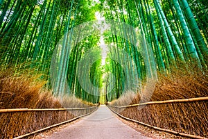 'Kyoto Bamboo Forest