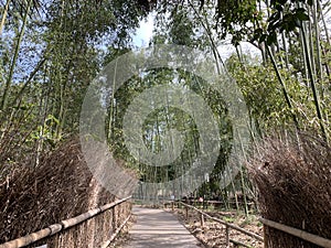 Kyoto Bamboo Forest Arashiyama Bamboo Grove