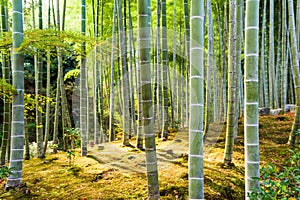 Kyoto Bamboo Forest photo
