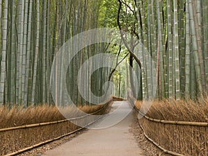 Kyoto Bamboo grove