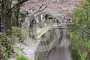 Kyoto cherry blossom