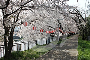 Kyoto Cherry Trees