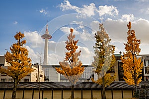 Kyoto city, Japan. Autumn season of landmark structure Kyoto Tower