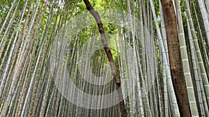 Kyoto famous bamboo forest