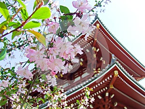 Kyoto, garden and temple,Japan