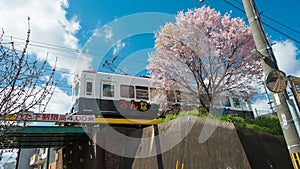 Cherry blossom at Keifuku Electric Railroad Type 101 on Arashiyama Line view from near Shijo-Omiya