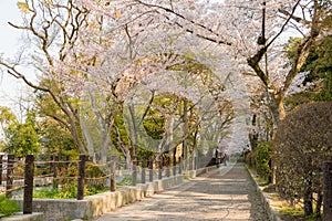 Philosopher`s Walk Tetsugaku-no-michi in Kyoto, Japan. It is a pedestrian path that follows a cherry-tree-lined canal in Kyoto. photo