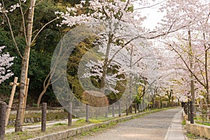 Philosopher`s Walk Tetsugaku-no-michi in Kyoto, Japan. It is a pedestrian path that follows a cherry-tree-lined canal in Kyoto. photo