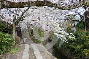 Philosopher`s Walk Tetsugaku-no-michi in Kyoto, Japan. It is a pedestrian path that follows a cherry-tree-lined canal in Kyoto. photo