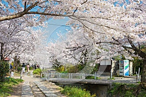 Philosopher`s Walk Tetsugaku-no-michi in Kyoto, Japan. It is a pedestrian path that follows a cherry-tree-lined canal in Kyoto photo