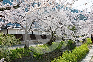 Philosopher`s Walk Tetsugaku-no-michi in Kyoto, Japan. It is a pedestrian path that follows a cherry-tree-lined canal in Kyoto photo