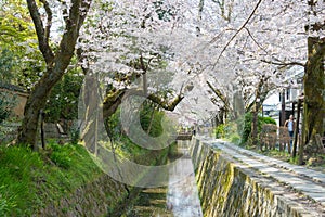 Philosopher`s Walk Tetsugaku-no-michi in Kyoto, Japan. It is a pedestrian path that follows a cherry-tree-lined canal in Kyoto photo