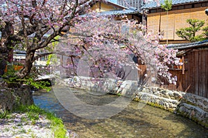 Beautiful full bloom cherry blossom at Shinbashi dori in Kyoto, Japan photo