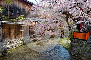 Beautiful full bloom cherry blossom at Shinbashi dori in Kyoto, Japan photo