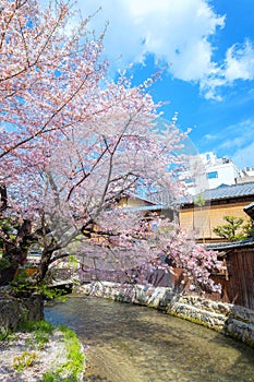 Shinbashi dori in Kyoto, Japan and Shira-kawa River with beautiful full bloom cherry blossom in spring photo