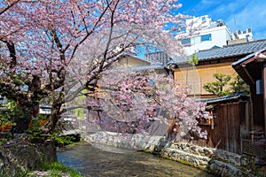 Shinbashi dori is the place where Gion-ochaya Teahouses stand side by side on the street coupled with photo