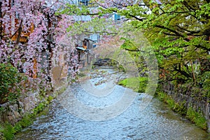 Shinbashi dori in Kyoto, Japan with Shira-kawa river during beautiful full bloom cherry blossom in spring photo