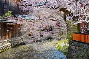 Shinbashi dori, the iconic place of Gion district with full bloom cherry blossom in Kyoto, Japan photo