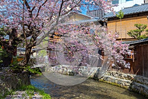 Shinbashi dori is the place where Gion-ochaya Teahouses stand side by side on the street coupled with