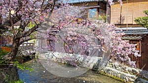 Shinbashi dori in Kyoto, Japan with beautiful full bloom cherry blossom photo