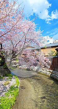Shinbashi dori in Kyoto, Japan with beautiful full bloom cherry blossom photo