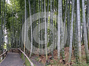 Kyoto, JAPAN, August 14 2017, Japan at the Bamboo Forest in summer season.