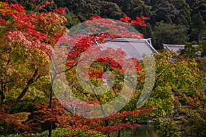 Kyoto, Japan. Autumn maple leaves and temple roof