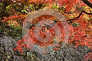 Kyoto, Japan - autumn trees