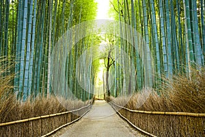 Kyoto, Japan Bamboo Forest