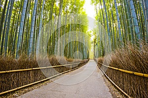 Kyoto, Japan Bamboo Forest