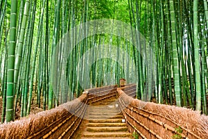 Kyoto, Japan Bamboo Forest photo
