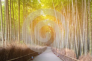 Kyoto Japan, Bamboo forest Arashiyama zen garden