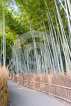 Bamboo Forest Path Chikurin-no-Komichi. a famous Tourist spot in Arashiyama, Kyoto, Japan