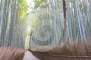 Bamboo Forest Path Chikurin-no-Komichi. a famous Tourist spot in Arashiyama, Kyoto, Japan