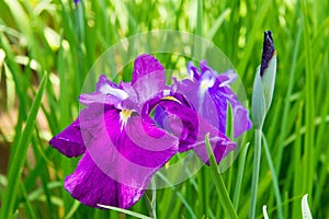 Iris ensata var. ensata at Umenomiya Shrine Umenomiya taisha in Kyoto, Japan