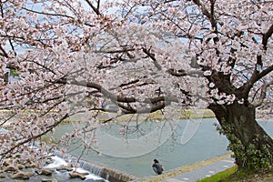 Kyoto, Japan - May 2017 : Man resting on Kamo riverbank with cherry blossom tree in Kyoto, Japan on May 2017