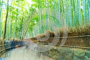 KYOTO, JAPAN - Nov 23, 2016 : Bamboo forest at Arashiyama, Kyoto