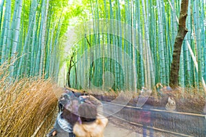 KYOTO, JAPAN - Nov 23, 2016 : Bamboo forest at Arashiyama, Kyoto