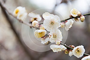 Prunus mume at Kitano Tenmangu Shrine in Kyoto, Japan. The shrine was built during 947AD by the photo