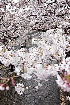 Kyoto, Japan, 04/05/2017: Sakura blossom in the city.